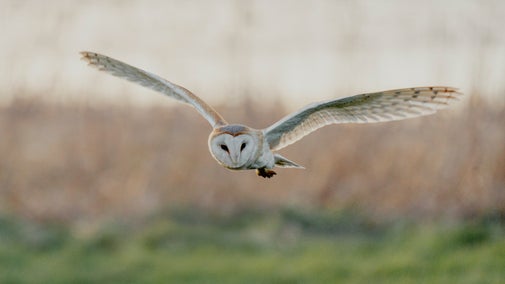A barn owl in flight, with its wings outstretched. The background is blurry